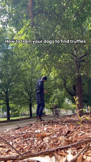 Hanging Rock Truffle Farm | This is how we train our dogs to find truffles. 🐶🍄 It starts as a game, not “work”: we let them sniff real truffle, hide it in tubs and... | Instagram