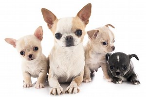 Chihuahua Puppies For Sale In Washington