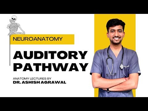 Auditory pathway || Neuro Anatomy || First Year MBBS || Anatomy Lectures by Ashish