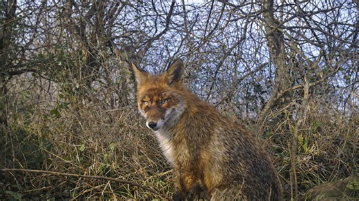 Easy Set Up Trail Cameras To Caught Red Fox in Wildlife Photography