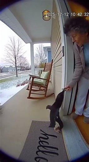 Penguin Rings Doorbell for Fish !!