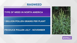 Ragweed pollen causing fall allergies to flare up