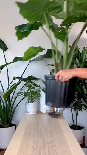 200K views · 2.4K reactions | Planting happiness | Balcony Garden Web | Facebook