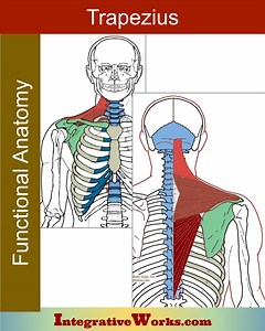 Trapezius - Functional Anatomy Extrinsic Back Muscles