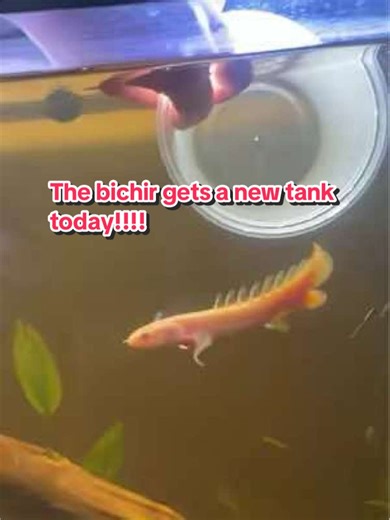 Rubio's New Home in a 75 Gallon Aquarium