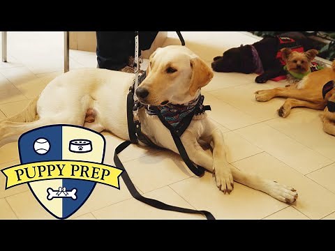 Puppy Prep • The Puppies Have Their Final Test