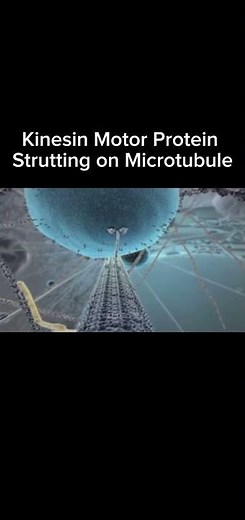 Kinesin Motor Protein Strutting on Microtubule C: XVIVO Scientific Animation & Professor Chimp