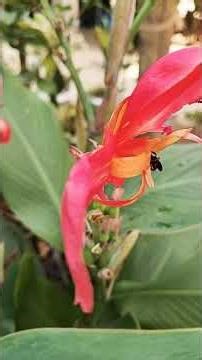 landscaping near the pool