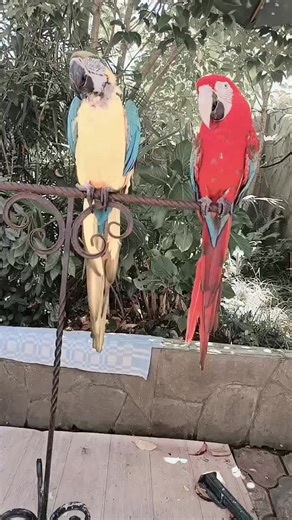 Stunning Blue and Yellow Macaw with Red Macaw Companions