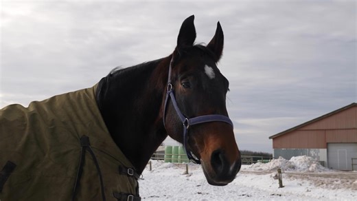 A horse whinny is unique in the animal kingdom