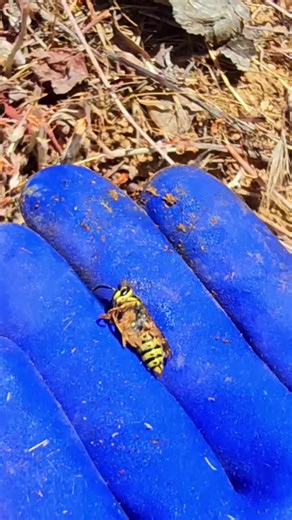 *Full Removal Video* How to get rid of a yellow jacket nest the most natural way.... dishwashing soap and water! _______ ⏩ Follow ⏪ for more information, don't forget to ❤️❤️ ******** Continue Reading ⤵️ I save bees and eradicate wasps and yellow jackets. They also do pollinate certain things but are known mostly to be carnivores. They eat insects and even bees. I show you how you can also take care of t hese little devils with something everyone has under their sink. Dishwashing soap (dawn) and