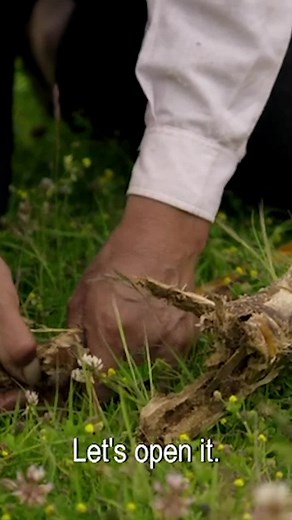 Gordon Ramsay: Uncharted on Reels