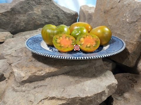 Bayou Sun Tomato Seeds For Sale At Bounty Hunter Seeds com