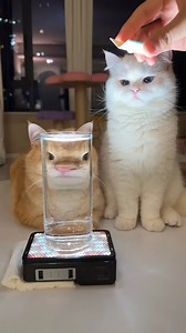 Not impressed | 9GAG Aww