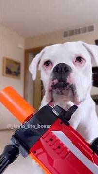 The dogs mess with a sleeping mom 😂 #doghumor #animalcomedy #skit #funnyskit y