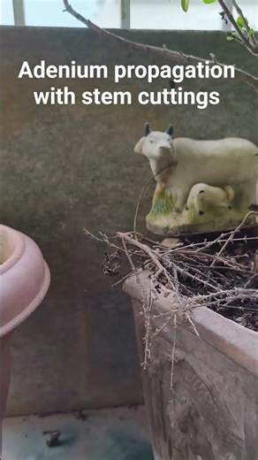 Adenium propagation with stem cuttings at home #balconydesignideas #youtubeshorts #floweringplant