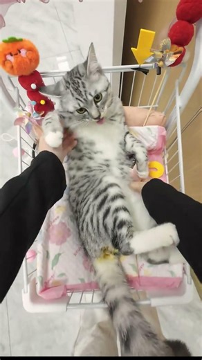 Full Neutering Vlog For Male Cat | Complete Post-op Care Guide #cat #pets