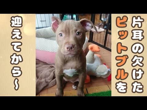 A record of the growth of our adorable one-eared pit bull puppy since we brought him home.