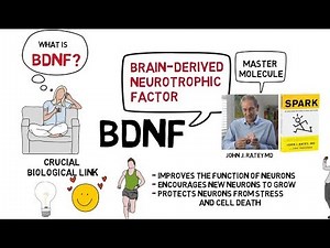 BDNF Exercise and the Brain