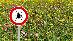 Lyme disease: Researchers testing anti-tick vaccine on mice. Could it help?