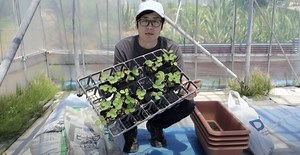 イチゴをプランターで育てる方法！家庭菜園で簡単にいちごを栽培しよう（苗の植え方、肥料、培養土） | やさいガーデン