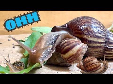 🟢Snail Anatomy: Shell, Slime,and Reproduction,Explained Simple