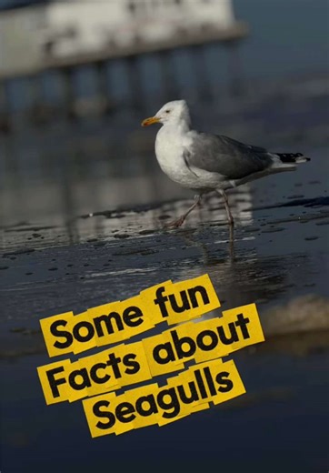 Ever watch a seagull and realize they might be the smartest birds at the beach? 😄 I was down at Old Orchard Beach here in Maine when I spotted this seagull just casually hanging out like it owned the place. That moment inspired me to grab my camera and make this video. Fun seagull facts most people don’t know: • Seagulls can drink both fresh and salt water thanks to special glands that filter out the salt. • They’re incredibly smart problem solvers and even drop shellfish on rocks to crack them