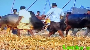 Sylheti very Old Top Bull Fight 🔥 BDR vs MOHARAJA 🎖️Winner: BDR #allcowlover #soldierinathgonj #sylhetibisal #foryoupageシ #royaltyfreemusic #LikeFollowShare #nocopyrightmusic #bull #followersreelsfyp #VillageMusicNoCopyright #fakeblood | Soldier inathgonj