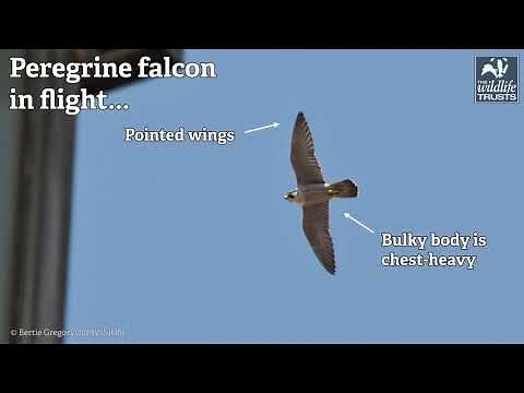Identify birds of prey