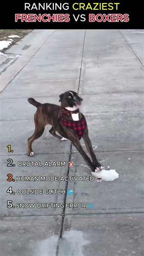 3 BOXERS VS 2 FRENCHIES: WHO IS MORE BROKEN? 💀🥊