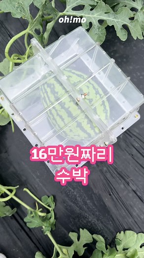 16만원짜리 수박 만들기와 다양한 간식 레시피