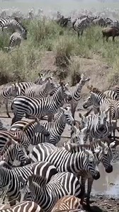 186K views · 9.5K reactions | It is nothing less than astonishing to...