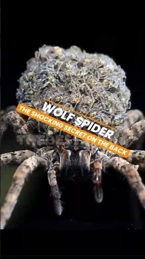 The Shocking Truth About Wolf Spider Backs Revealed