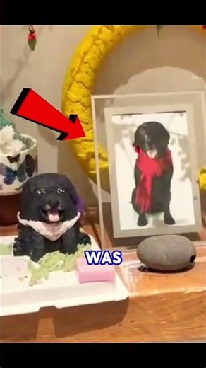 He remembered his best friend... 😭💔