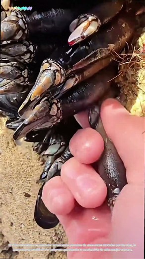 La recolección de percebes: por qué los percebes cuestan una fortuna