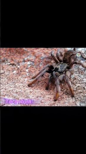 Learn Letters with Animals – Explore the Alphabet Through the Animal World!