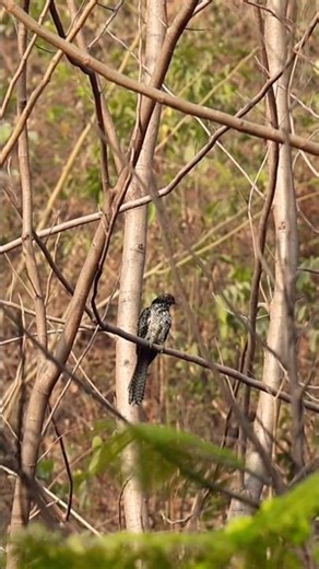 Secretive Beauty: Female Asian Koel in Natural Habitat