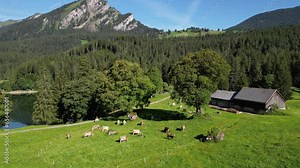 Side lake beach and livestock sheep goat cow to make fresh healthy organic local food dairy milk in highland rural area Switzerland people in Alpine Alps mountain green field in swiss obersee nafels