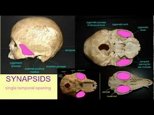 PL2: THE SYNAPSID OPENING IN MAMMALIAN SKULLS