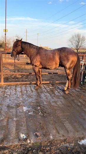 #horses #aqha #stud #stallion # | horses videos