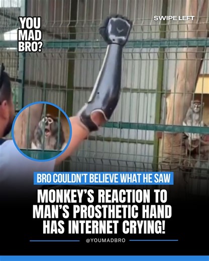 A monkey went viral after his hilarious reaction to a disabled man taking his prosthetic hand on and off 😭🙌. Internet say “bro thought he was witnessing magic” 💀👇 | You Mad Bro?