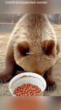 A Man’s Brave Rescue: From Saving a Bear Cub to a Lifetime of Wild Friendship 🐻✨