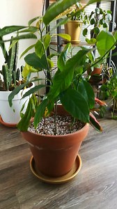 2.8K views · 34 reactions | 6 avocados in 1 pot - They grow so fast, given the right conditions  Of course, it's not a good idea to pot this many seeds into the same pot, they very quickly ran out of space, and some of them are struggling now, only 2 weeks after I made the video. But at the time, I didn't feel like having 6 separate pots. So now, I will take out the ones struggling and pot them in their own pots. Let me know if you have any questions  . | Mr. Houseplant | Facebook