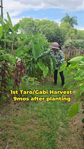 Gabi (Taro) Harvest: Unlimited Freshness from My Garden