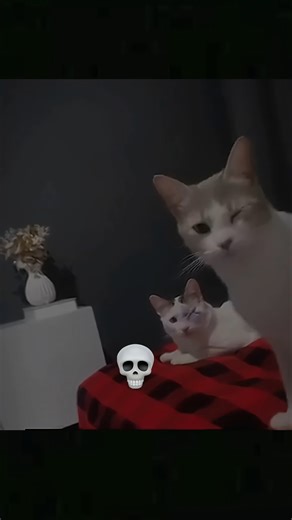 Cats doing mimicking💀🗿#cat #trollfaceedit
