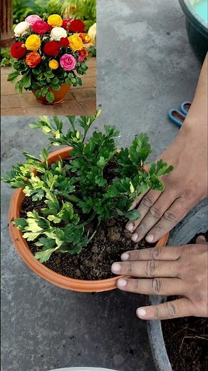 Ranunculus Plant Reporting at Home | Easy Care & Bloom Update 🌸🌿