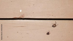 Old logs lying pack wood texture with spider