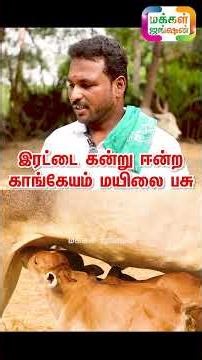 அதிசய இரட்டை கன்று ஈன்ற காங்கேயம் மயிலை பசு, Mahalakshmi Agro Farms, #shorts #cow #shortsfeed #viral