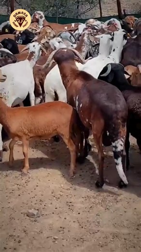 Do you have a love for Damara Sheep? Contact us and we'll help get you on board with the best sheep breed! 📧 info@damarasheep.co.za 📞 27 82 494 5031 🌐 www.damarasheep.co.za 📲 Follow us for more updates, breeder info & stories: Facebook | Instagram | TikTok: @damara.breeders.sa ✨ Damara – Born for Africa. Built to thrive. #damarasheepbreederssocietyofsouthafrica #damarasheep #toughlivestock #africanbreed #damarafarming #resilientsheep #proudbreeders #farmingwithheart #boerderymetpassie #truly