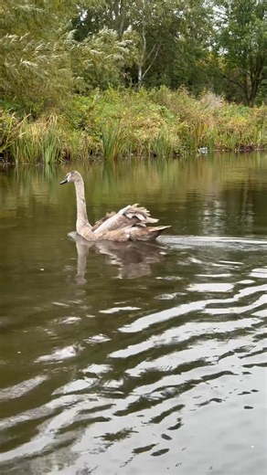 Our team received a call about a young swan in trouble! A distressed cygnet had collided with some electrical wires before crashing onto the pavement below! Two of our wildlife assistants quickly responded to help the confused bird, transporting it to our wildlife centre to receive a thorough veterinary assessment. 🦢 Miraculously, the cygnet was completely uninjured and was able to be released back into the wild the same day. Swan voyage! 👋🦢 | RSPCA West Hatch Wildlife